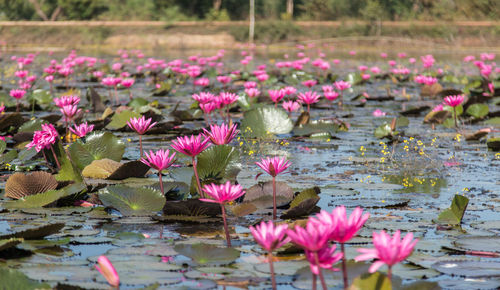 Close-up of pink water lily in lake