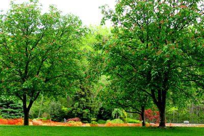 Trees in grass