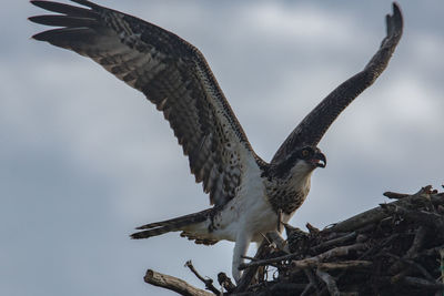 Low angle view of eagle flying