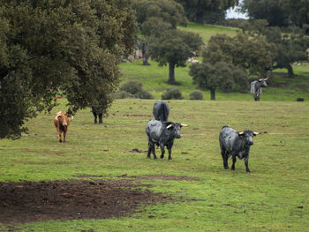 Cows grazing on field