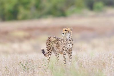 Cat in a field