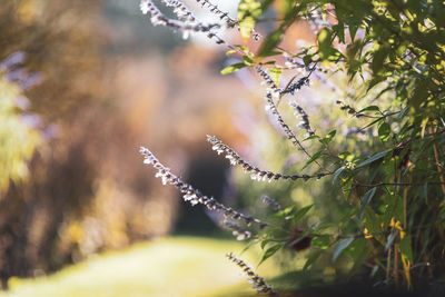 Close-up of flower tree