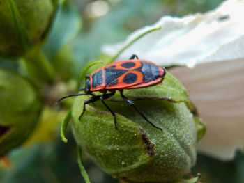 Close-up of ladybug on leaf