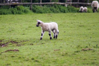 Sheep grazing in a field