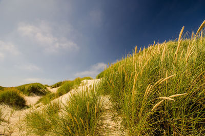 Plants growing on land against sky