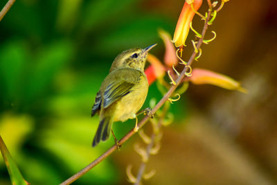 Close-up of bird perching on branch