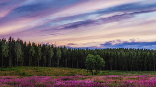 Scenic view of pine trees on field against sky