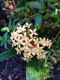 Close-up of flowers