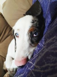 Close-up portrait of dog relaxing at home