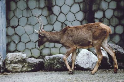 Side view of an animal on stone wall