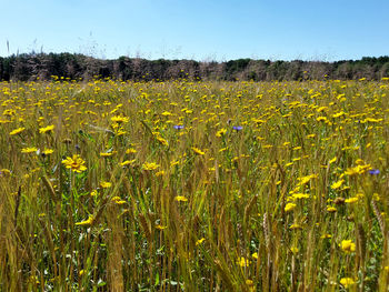 Scenic view of oilseed rape field against clear sky