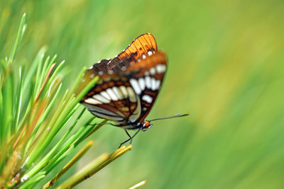 Butterfly on leaf