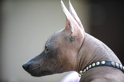 Close-up of dog looking away