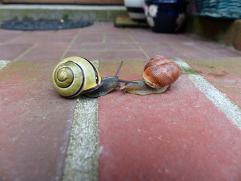 Close-up of snail