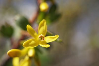 Close-up of yellow flower