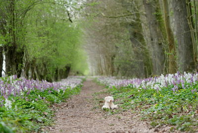 View of teddy bear on footpath in forest