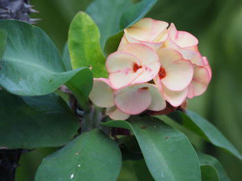 Close-up of pink flowers blooming outdoors