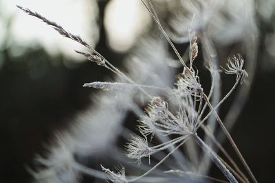 Close-up of dandelion on plant