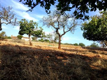 Trees on field against sky