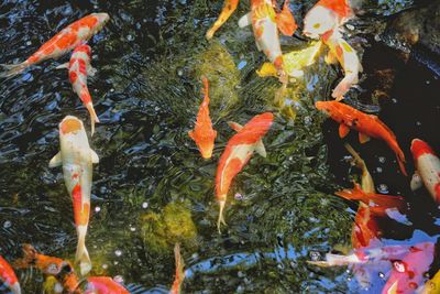 View of koi fish in sea