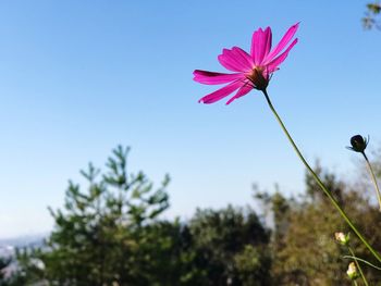 Low angle view of pink flowering plant against sky