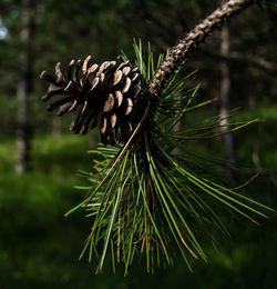 Close-up of pine tree