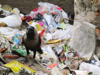 High angle view of bird on rock