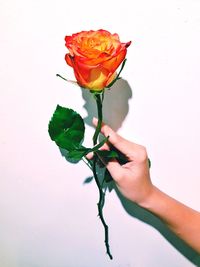 Close-up of hand holding rose