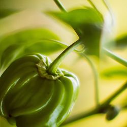 Close-up of fresh green plant