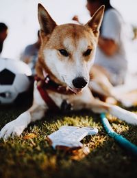 Close-up portrait of dog