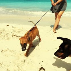 Low section of person with dog standing on sand