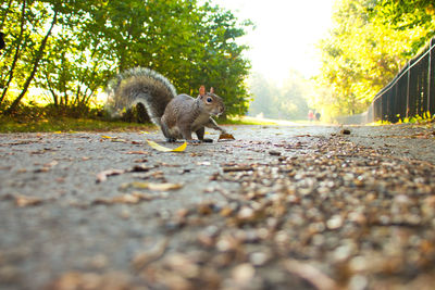 Squirrel on road by tree