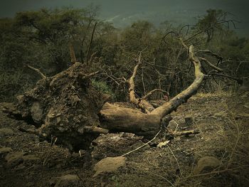 Trees in forest