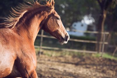 Close-up of a horse in the field