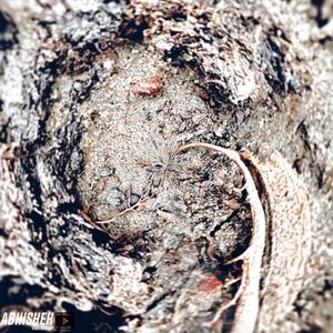 Full frame shot of tree trunk