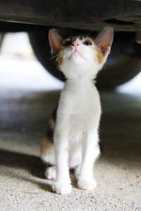 Close-up of a cat