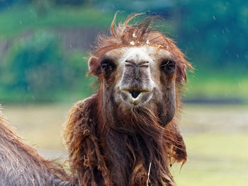 Close-up portrait of a horse