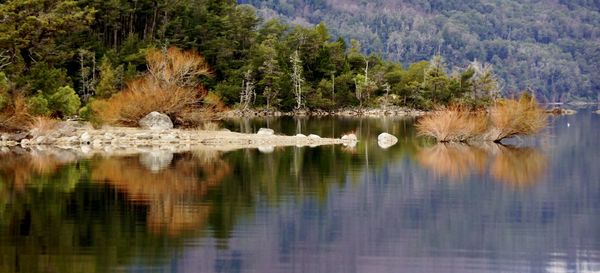 View of lake in forest