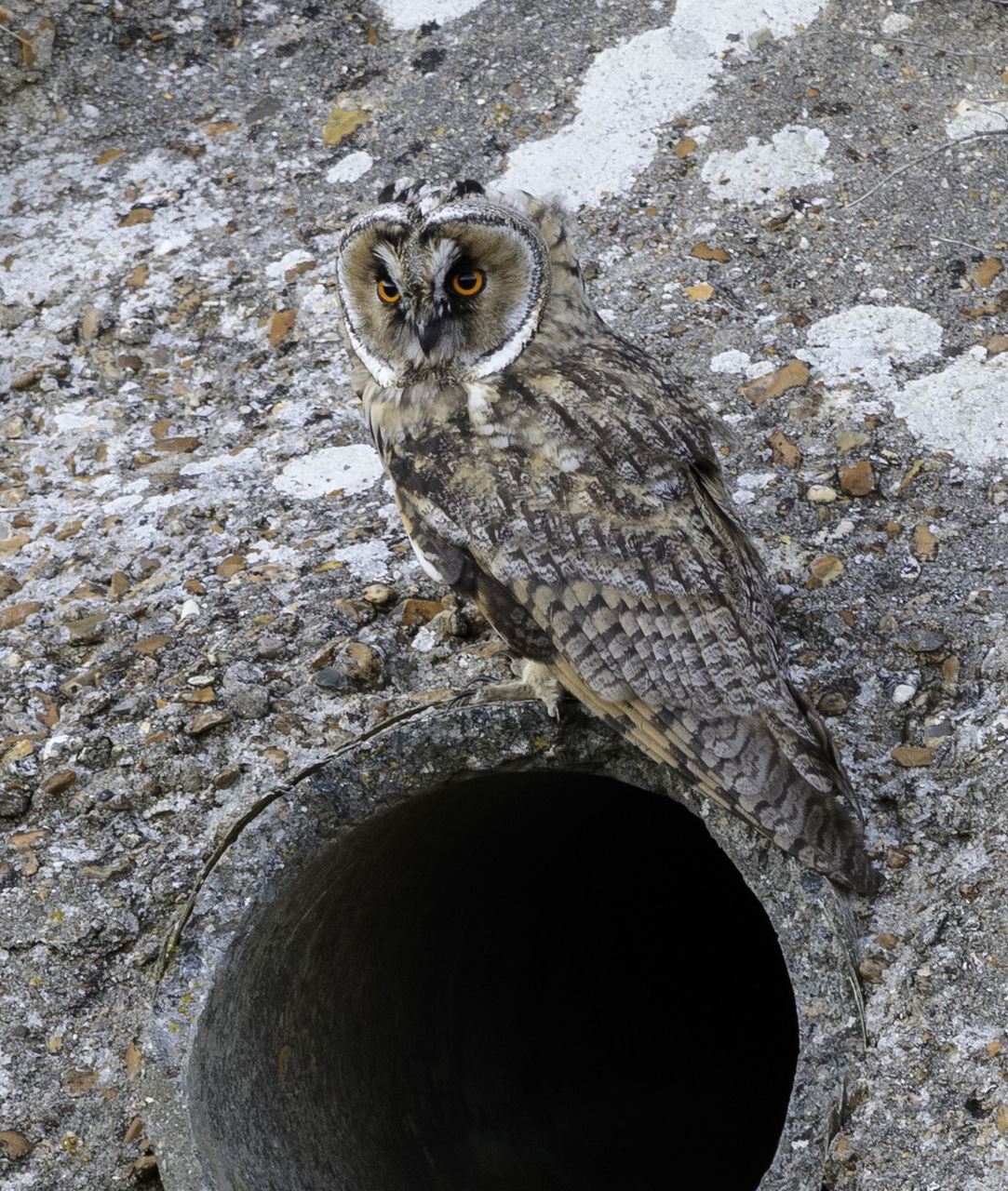 PORTRAIT OF HOLE ON ROCK