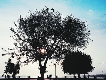 Low angle view of silhouette tree against sky