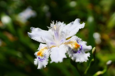 Close-up of white flowers