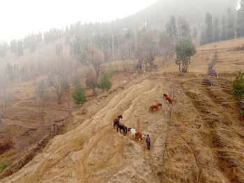 Farmer walking his horses for grazing