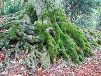 Moss growing on tree trunk