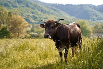 Cow standing on field