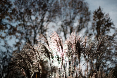 Close-up of plants against sky