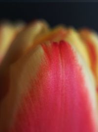 Close-up of red object