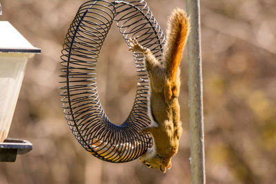 Squirrel on feeder pulling out peanuts