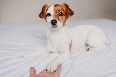 Cropped image of hand holding dog on bed