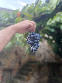 Hand holding grapes in vineyard