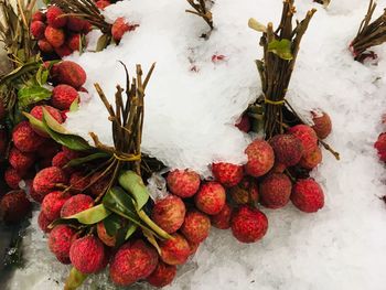High angle view of berries on snow